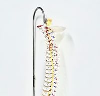 spine